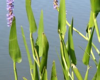 pontederia cordata.jpg